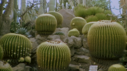 Noriko’s Dinner Table Blu-Ray